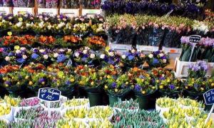 Стоит ли заниматься цветочный бизнесом с нуля?
